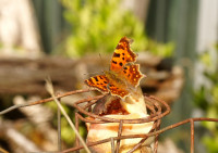 DSC00176.JPG