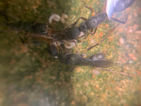 2024 Harpegnathos venator Gyne.JPG