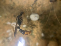 Harpegnathos venator Männchen.jpg