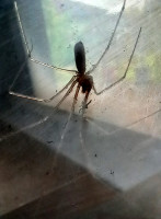 20240929_1723Pholcus2.jpg