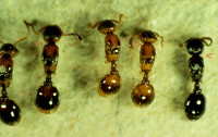Myrmoxenus Kreuzungen.jpg