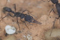 Harpegnathos venator mit Milbenbefall.JPG