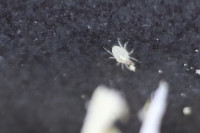 Raubmilbe Cheyletus eruditus mit Beute.JPG