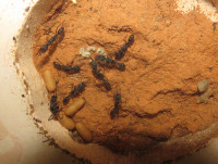 Harpegnathos venator Nestboden mit Lehm.JPG