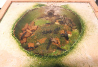 Harpegnathos venator Nestkammer.JPG