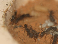 Harpegnathos venator Männchen 2.JPG