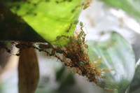 Oecophylla smaragdina .JPG