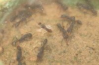 Harpegnathos venator Männchen 3.JPG
