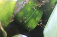 Oecophylla smaragdina Grössenunterschiede 4.JPG