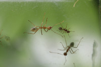 Oecophylla smaragdina Grössenunterschied2.JPG