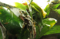 Oecophylla smaragdina Grössenunterschied.JPG