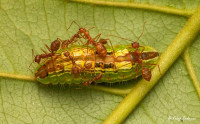 675px-Oecophylla_smaragdina,_Arhopala_amantes,_Trivandrum,_Kerala,_India,_Kalesh_Sadasivan,_April_2022.jpg