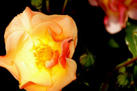 DSC08376.JPG