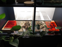 20250101 Pogonomyrmex barbatus Anlage.JPG (1.71 MiB) 177633-mal betrachtet 20250101 Pogonomyrmex barbatus Anlage.JPG