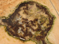 20250101 Pogonomyrmex barbatus Nestkammer Brut.JPG