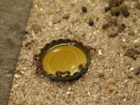 20250101 Pogonomyrmex barbatus Honig.JPG (1.05 MiB) 177286-mal betrachtet 20250101 Pogonomyrmex barbatus Honig.JPG