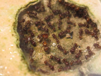 20250101 Pogonomyrmex barbatus Nestkammer.JPG (1.68 MiB) 178206-mal betrachtet 20250101 Pogonomyrmex barbatus Nestkammer.JPG