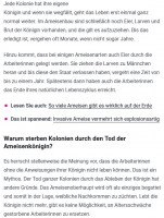 Königin 2.jpg