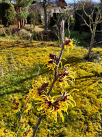 Hamamelis385.jpg