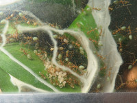 Oecophyllia Nest von oben.JPG