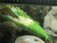 Oecophylla neues Nest an Blatttrichter.JPG