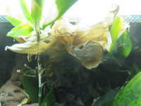 Oecophylla älteres Nest an Terrariendecke.JPG