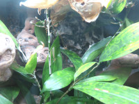 Oecophylla Nest an Rückwand entfernt.JPG
