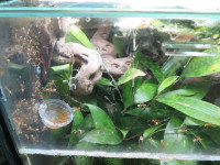 Oecophylla Blick ind Terrarium.JPG