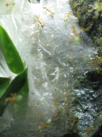Alte Seidenstückchen werden auf dem neuen Nest plaziert und eingewoben.JPG
