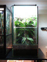 Oecophylla-smaragdina-Terrarium.JPG