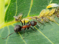 Formica_pratensis_2.jpg