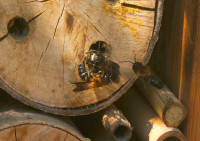 DSC00611.JPG (1.07 MiB) 55241-mal betrachtet DSC00611.JPG