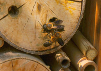 DSC00612.JPG (1.07 MiB) 55300-mal betrachtet DSC00612.JPG