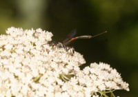 DSC00629.JPG