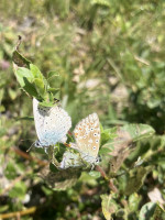 Silbergrüne Bläuling (Lysandra coridon, Syn. Polyommatus coridon.JPG