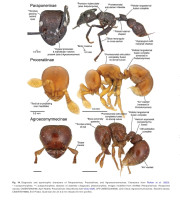 Screenshot_20251117_141110_Adobe Acrobat.jpg