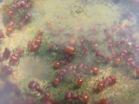 Pogonomyrmex barbatus.JPG