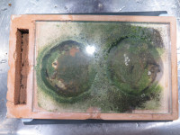 1 Scheibenreinigung Harpegnathos venator.JPG