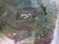 2 Scheibenreinigung Harpegnathos venator.JPG