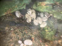 6 Harpegnathos venator.jpeg