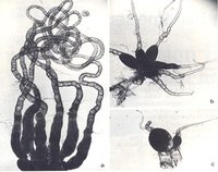 Ovar Tunif QW web.jpg (55.47 KiB) 107003-mal betrachtet Ovar Tunif QW web.jpg