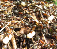 Formica sonnen Puppen.JPG