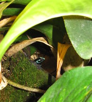 Elternteil am Fusse der Bromelie.JPG (2.53 MiB) 174544-mal betrachtet Elternteil am Fusse der Bromelie.JPG