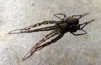 3-Spinne-Fr.-Cr._4471.jpg (103.73 KiB) 111434-mal betrachtet 3-Spinne-Fr.-Cr._4471.jpg