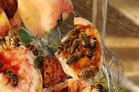 DSC03902.JPG (894.61 KiB) 25107-mal betrachtet DSC03902.JPG