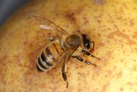 DSC04584.JPG (989.95 KiB) 25109-mal betrachtet DSC04584.JPG