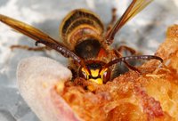 DSC03926.JPG (918.71 KiB) 24987-mal betrachtet DSC03926.JPG