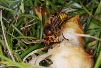 DSC04709.JPG (1.04 MiB) 25107-mal betrachtet DSC04709.JPG