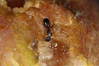 Sept.9.JPG (1015.12 KiB) 25108-mal betrachtet Sept.9.JPG