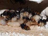 PB170502.JPG (483.53 KiB) 31482-mal betrachtet PB170502.JPG